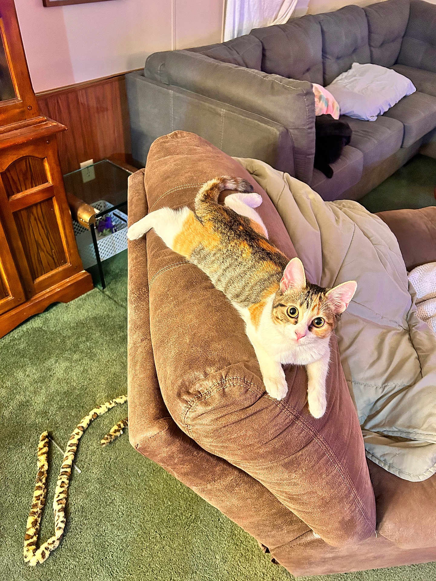 Gotti Lynn joined the competition — help win amazing prizes! animal, blanket, brown, calico_cat, carpet, cat, cat_toy, couch, cozy, curious, domestic_animal, furniture, gray_sofa, home, indoor, living_room, pet, playful, relaxing, wooden_cabinet