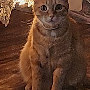Quill joined the competition — help win amazing prizes! animal, calm, cat, curious, cute, decorations, domestic_cat, ears, eyes, feline, fur, holiday_lights, indoor, mammal, orange_tabby, pet, portrait, sitting, whiskers, wooden_floor