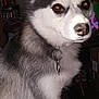 dog, husky, pet, indoor, collar, fur, brown_eyes, close_up, animal, domestic_animal, sitting, face, ears, nose, furniture, home, background, tag, canine, mammal