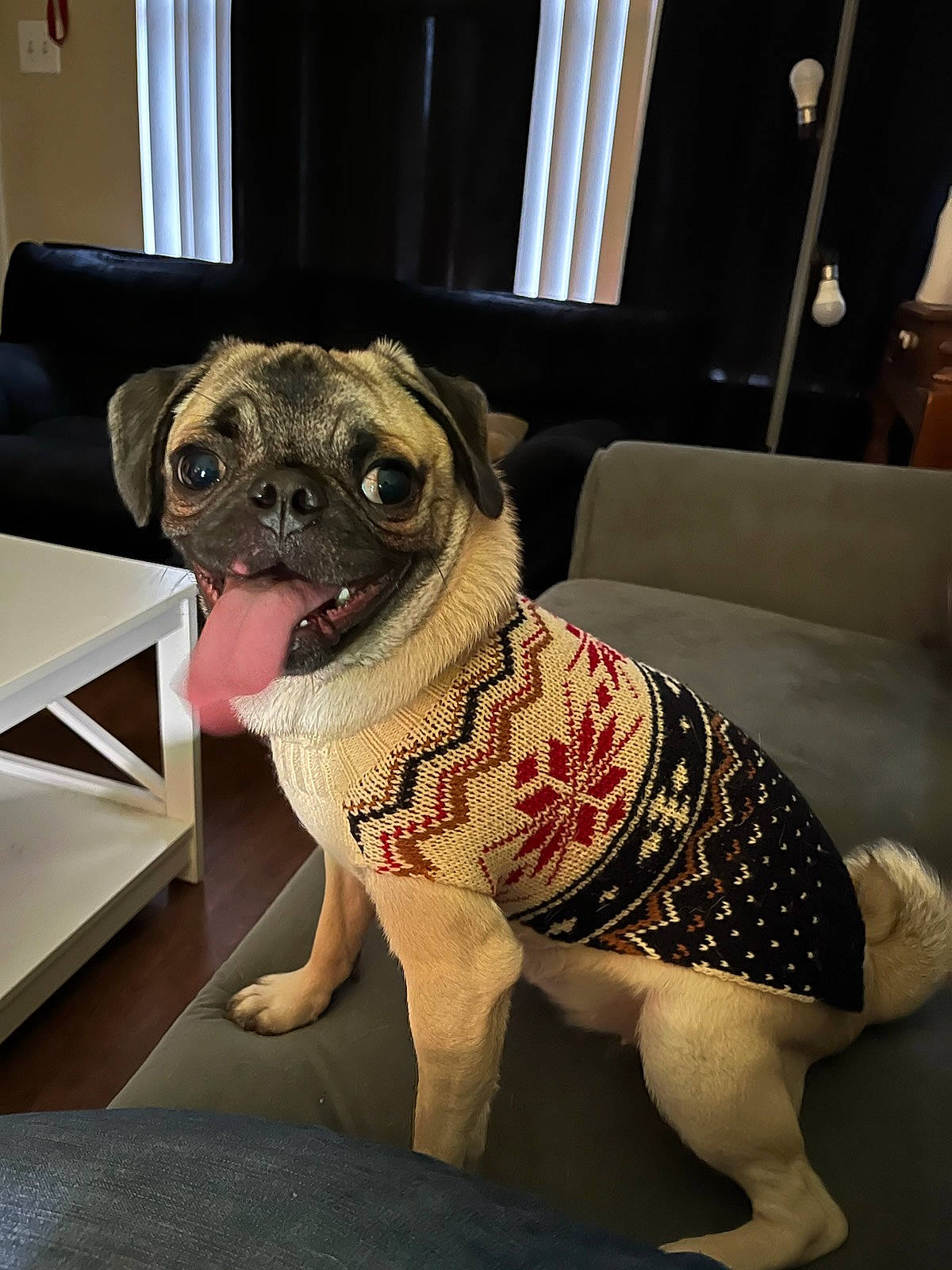 Moxie is registered to the contest to win money with this photo: canidae, carnivore, chair, collar, companion_dog, couch, dog, dog_breed, dog_clothes, dog_collar, fawn, flooring, pug, sleeve, snout, sporting_group, toy_dog, whiskers, working_animal, wrinkle