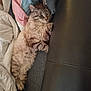 Khaly a rejoint le concours — aidez-le/la à gagner de superbes lots ! cat, tabby_cat, sleeping, couch, blanket, fur, pet, indoor, cozy, resting, feline, whiskers, paw, relaxed, home, leather, soft, cute, animal, nap