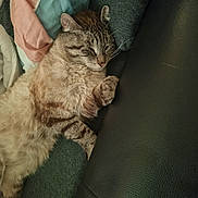 Khaly participe au concours pour gagner de l'argent avec cette photo : cat, tabby, sleeping, couch, blanket, fur, pet, cozy, relaxed, indoor, feline, paw, whiskers, comfort, resting, animal, domestic, cute, soft, home