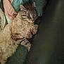 cat, tabby, sleeping, couch, blanket, fur, pet, cozy, relaxed, indoor, feline, paw, whiskers, comfort, resting, animal, domestic, cute, soft, home