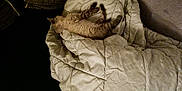Khaly participe au concours pour gagner de l'argent avec cette photo : cat, quilt, couch, blanket, sleeping, resting, indoor, furniture, cozy, pet, animal, pillow, dark, comfort, relaxation, home, feline, soft, warm, nap