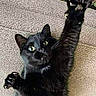 Jasper joined the competition — help win amazing prizes! animal, black_cat, carpet, cat, claws, close_up, cute, feline, fur, green_eyes, home, indoor, looking_up, paw, pet, playful, relaxed, stretching, texture, whiskers