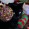 Jasper is registered to the contest to win money with this photo: animal, black_cat, cat, christmas, close_up, colorful, cute, decor, eyes, feline, festive, green, holiday_decorations, indoor, ornament, pet, plush_toy, red, soft, sparkly