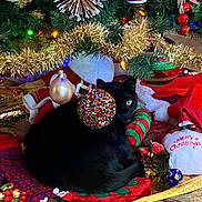 Jasper joined the competition — help win amazing prizes! black_cat, cat, christmas_bag, christmas_lights, christmas_tree, colorful, curled_up, decor, festive, festivity, floor_rug, fur, green_eye, holiday_decorations, holiday_season, indoor, ornaments, red_and_green, ribbon, tinsel