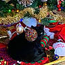 black_cat, cat, christmas_bag, christmas_lights, christmas_tree, colorful, curled_up, decor, festive, festivity, floor_rug, fur, green_eye, holiday_decorations, holiday_season, indoor, ornaments, red_and_green, ribbon, tinsel