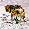 abstract, animal, artistic, colorful, creative, design, digital_art, dog, fur, mosaic, nature, outdoor, pattern, pet, stained_glass, standing, stylized, tail, texture, unique