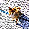 abstract, animal, artistic, background, bright, canine, colorful, daylight, dog, floor, nature, outdoor, pattern, pet, shadow, standing, stylized, sunlight, texture, wooden_deck
