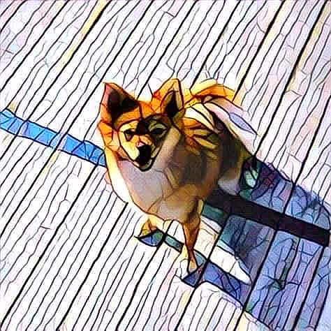 Pom Pom