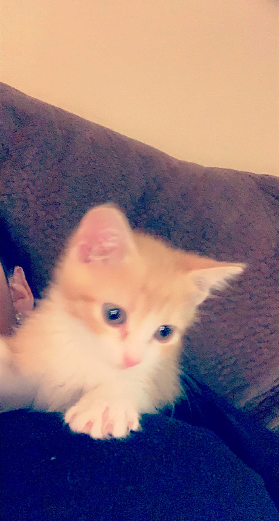 Alexander joined the competition — help win amazing prizes! art, azure, carnivore, cat, claw, domestic_short_haired_cat, ear, electric_blue, fawn, felidae, foot, fur, mammal, paw, small_to_medium_sized_cats, snout, tail, vertebrate, whiskers, wood