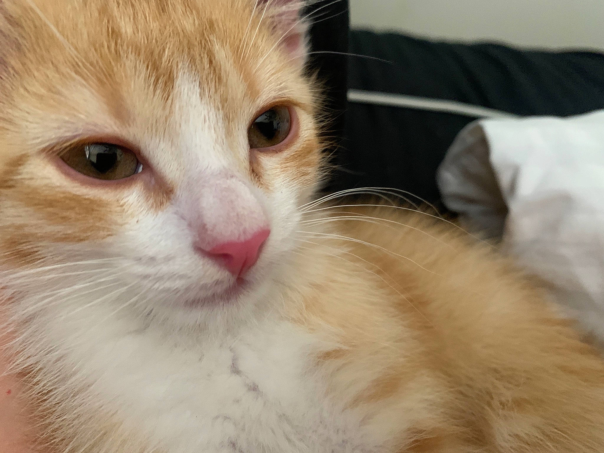 Alexander is registered to the contest to win money with this photo: carnivore, cat, claw, comfort, domestic_short_haired_cat, ear, eye, fawn, felidae, fur, hair, head, human_body, iris, nose, paw, small_to_medium_sized_cats, snout, whiskers, window