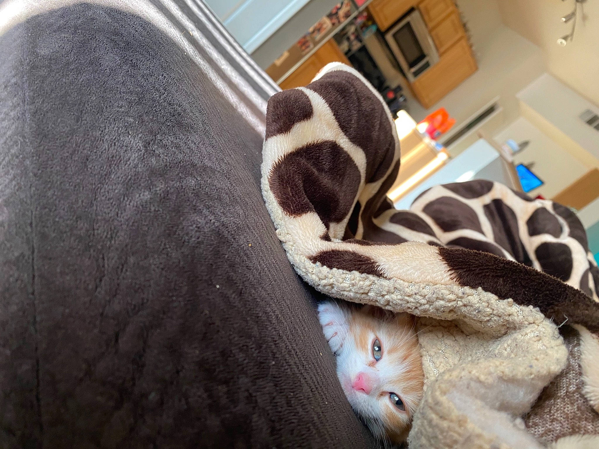 Alexander is registered to the contest to win money with this photo: art, bag, carmine, comfort, fashion_accessory, fawn, flooring, fur, fur_clothing, grey, linens, luggage_and_bags, mammal, pattern, room, snout, stuffed_toy, vertebrate, wood, wool