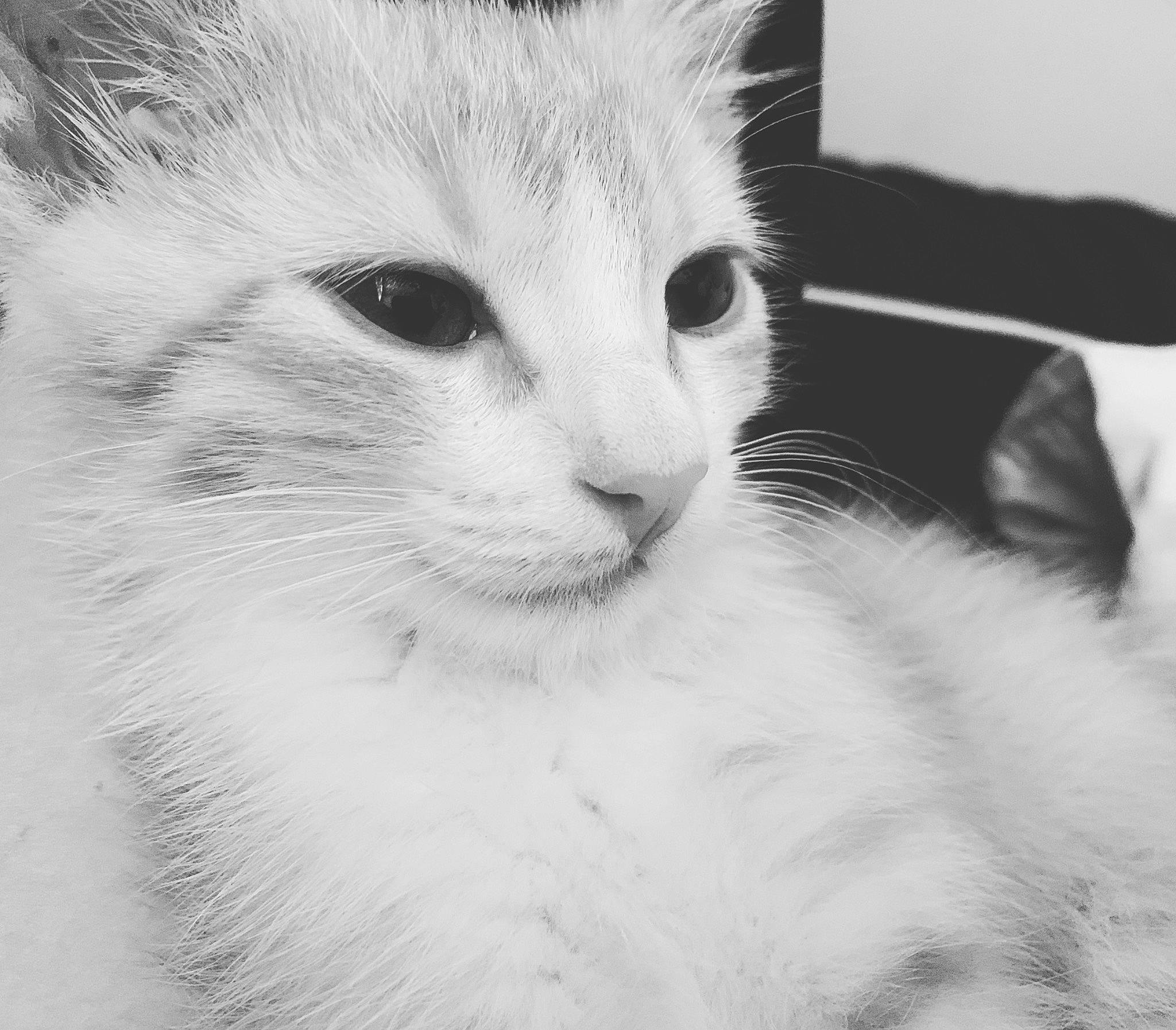 Alexander is registered to the contest to win money with this photo: carnivore, cat, comfort, domestic_short_haired_cat, ear, eye, eyelash, fang, felidae, fur, jaw, monochrome, monochrome_photography, paw, small_to_medium_sized_cats, snout, terrestrial_animal, whiskers, wildlife