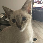 Stella is registered to the contest to win money with this photo: animal, blue_eyes, blurry, cat, close_up, cozy, curious, cute, domestic, ears, floor, furniture, home, indoor, kitten, living_room, looking, pet, television, young