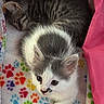 Dream is registered to the contest to win money with this photo: kitten, cat, sleeping, curious, basket, blanket, paw_print, pink, feline, cute, pet, animal, fur, indoor, resting, young, cozy, soft, snuggling, domestic