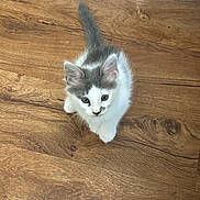 Dream is registered to the contest to win money with this photo: kitten, cat, pet, animal, fur, whiskers, floor, wooden_floor, indoor, cute, small, young, looking_up, adorable, feline, tabby, gray, white, paws, curious