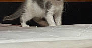 Dream is registered to the contest to win money with this photo: kitten, cat, gray_and_white_fur, indoor, mattress, wooden_wall, curious, standing, pet, furry, young_animal, cute, small, alert, animal, domestic_animal, whiskers, ears, tail, floor