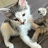 Dream joined the competition — help win amazing prizes! kitten, cat, feline, gray, white, whiskers, paw, cute, pet, animal, playful, fur, young, indoor, closeup, soft, resting, adorable, curious, mischief