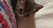 Silk is registered to the contest to win money with this photo: kitten, cat, gray_cat, pet, bed, pillow, quilt, fabric, pattern, indoor, cute, small_animal, feline, resting, shadow, curious, young_cat, soft_light, cozy, animal