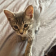 Silk joined the competition — help win amazing prizes! kitten, cat, tabby, pet, animal, fur, whiskers, ears, eyes, paws, indoor, bed, sheet, curious, small, young, cute, walking, exploring, closeup
