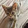 animal, bed, cat, closeup, curious, cute, ears, exploring, eyes, fur, indoor, kitten, paws, pet, sheet, small, tabby, walking, whiskers, young