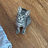 Silk is registered to the contest to win money with this photo: kitten, cat, gray_cat, wooden_floor, indoor, pet, small_animal, curious, looking_up, fur, whiskers, ears, flooring, cozy, domestic, young, animal, cute, feline, household