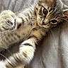 animal, cat, close_up, curious, cute, feline, fur, gray_background, indoor, kitten, mammal, paw, pet, playful, resting, soft, stretching, tabby, whiskers, young