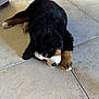 Maddie a rejoint le concours — aidez-le/la à gagner de superbes lots ! puppy, dog, bernese_mountain_dog, sleeping, floor, tile_floor, indoor, pet, fur, black_fur, white_fur, brown_fur, paw, resting, cute, animal, cozy, quiet, relaxation, young_dog