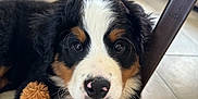 Maddie participe au concours pour gagner de l'argent avec cette photo : bernese_mountain_dog, puppy, dog, toy, plush_toy, monkey_toy, floor, tile_floor, indoor, couch, furniture, pet, animal, cute, adorable, lying_down, close_up, black_fur, white_fur, brown_fur