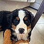 bernese_mountain_dog, puppy, dog, toy, plush_toy, monkey_toy, floor, tile_floor, indoor, couch, furniture, pet, animal, cute, adorable, lying_down, close_up, black_fur, white_fur, brown_fur