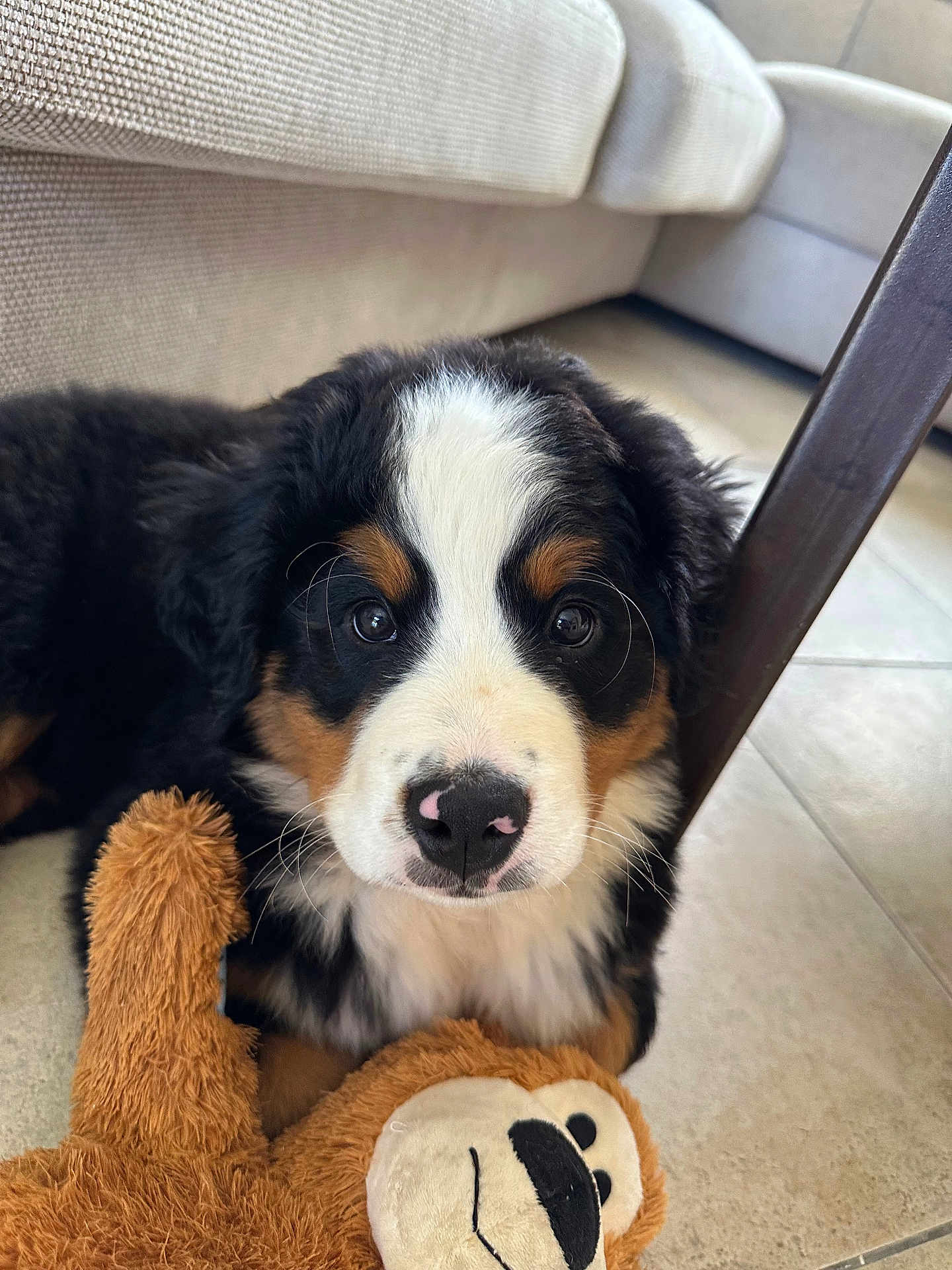 Maddie participe au concours pour gagner de l'argent avec cette photo : bernese_mountain_dog, puppy, dog, toy, plush_toy, monkey_toy, floor, tile_floor, indoor, couch, furniture, pet, animal, cute, adorable, lying_down, close_up, black_fur, white_fur, brown_fur