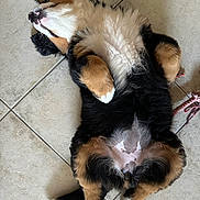 Maddie a rejoint le concours — aidez-le/la à gagner de superbes lots ! dog, puppy, lying_down, floor, tile, tricolor, fluffy, relaxed, belly_up, paw, cute, pet, indoor, sleeping, animal, fur, white, black, brown, tail