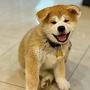 Apollon a rejoint le concours — aidez-le/la à gagner de superbes lots ! puppy, dog, smiling, sitting, indoor, tile_floor, collar, pet, cute, fluffy, young, canine, adorable, fur, animal, happy, playful, domestic, friendly, companion