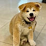puppy, dog, smiling, sitting, indoor, tile_floor, collar, pet, cute, fluffy, young, canine, adorable, fur, animal, happy, playful, domestic, friendly, companion