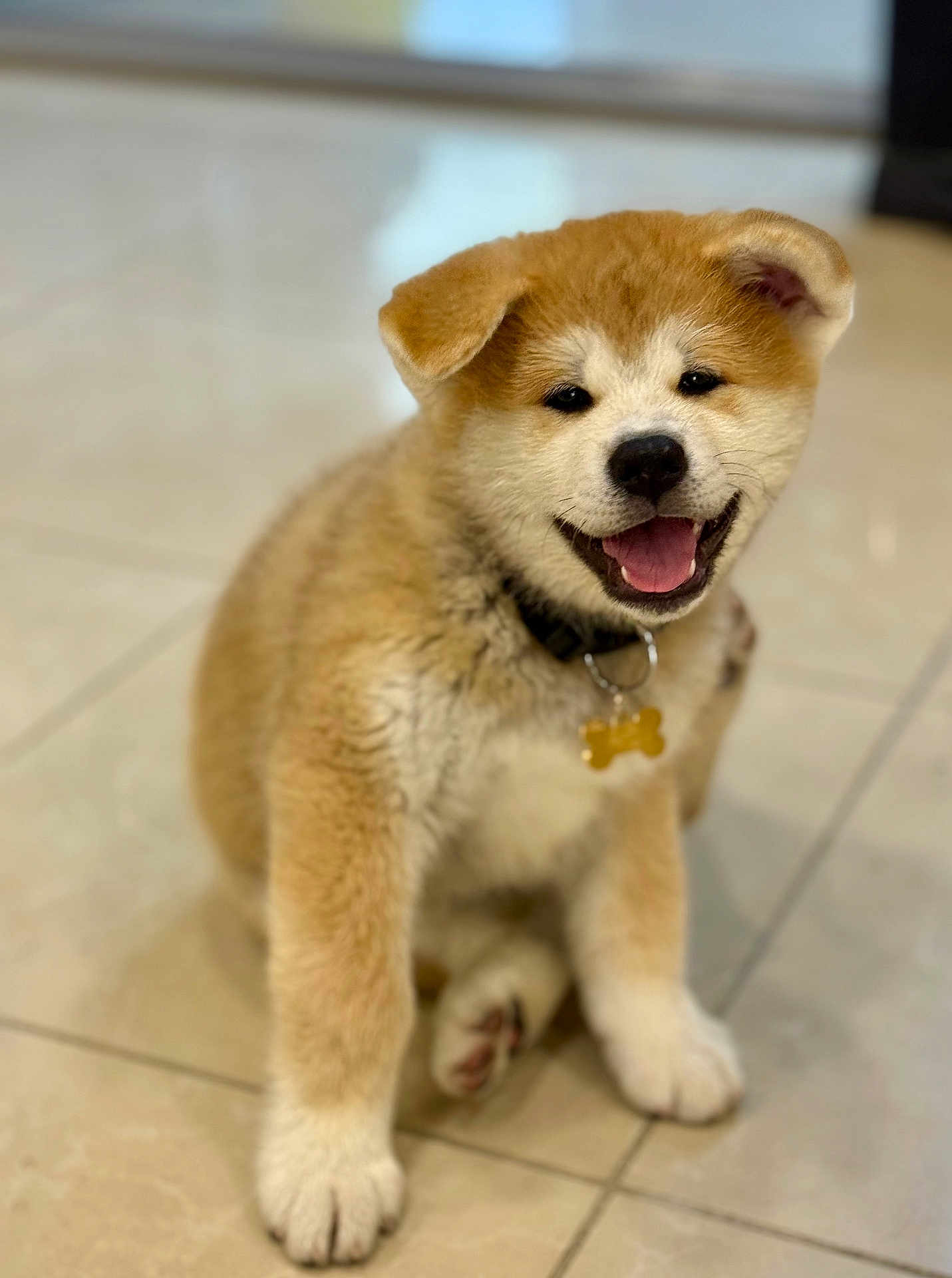 Apollon a rejoint le concours — aidez-le/la à gagner de superbes lots ! puppy, dog, smiling, sitting, indoor, tile_floor, collar, pet, cute, fluffy, young, canine, adorable, fur, animal, happy, playful, domestic, friendly, companion