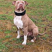 Arrow participe au concours pour gagner de l'argent avec cette photo : dog, pit_bull, sitting, outdoors, grass, field, pet, animal, portrait, collar, black_collar, white_chest, brown_fur, short_hair, floppy_ears, tail, front_facing, serious_expression, ground, nature