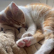 Moumoune a rejoint le concours — aidez-le/la à gagner de superbes lots ! animal, blanket, cat, close_up, cozy, cute, feline, fur, indoor, kitten, nap, orange_and_white, pet, pink_paws, relaxation, resting, sleeping, soft, sunlight, window