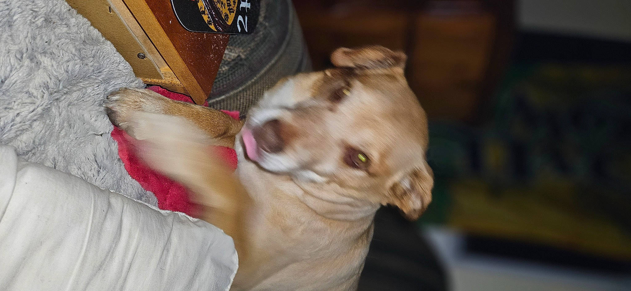 Baby Girl joined the competition — help win amazing prizes! carnivore, collar, comfort, companion_dog, dog, dog_breed, dog_supply, ear, fawn, felidae, fur, non_sporting_group, paw, small_to_medium_sized_cats, terrestrial_animal, toy_dog, whiskers, working_animal, wrinkle