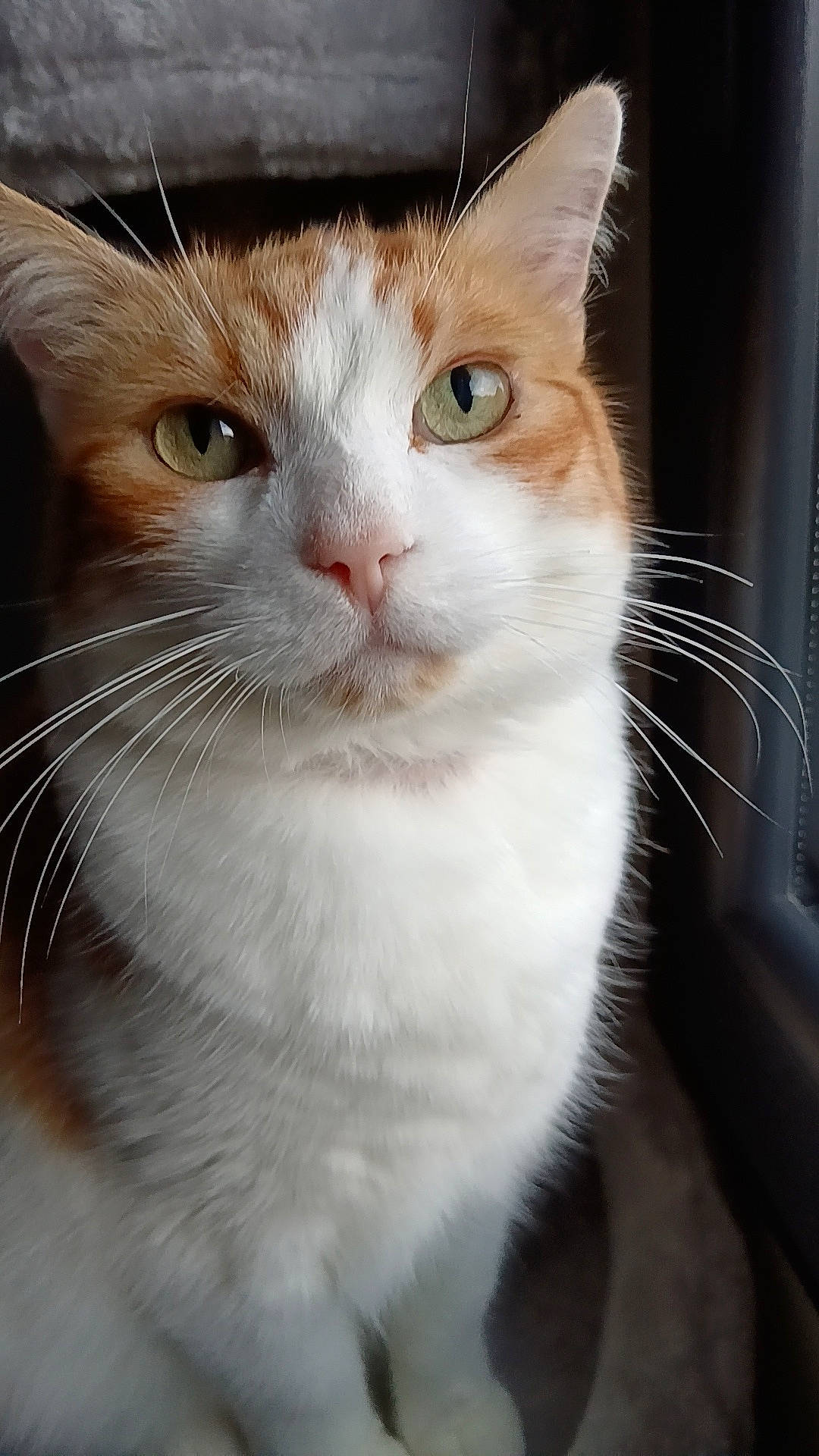 Babylon participe au concours pour gagner de l'argent avec cette photo : abyssinian, angora, animal, cat, hardwood, kitten, manx, pet, siamese, wood