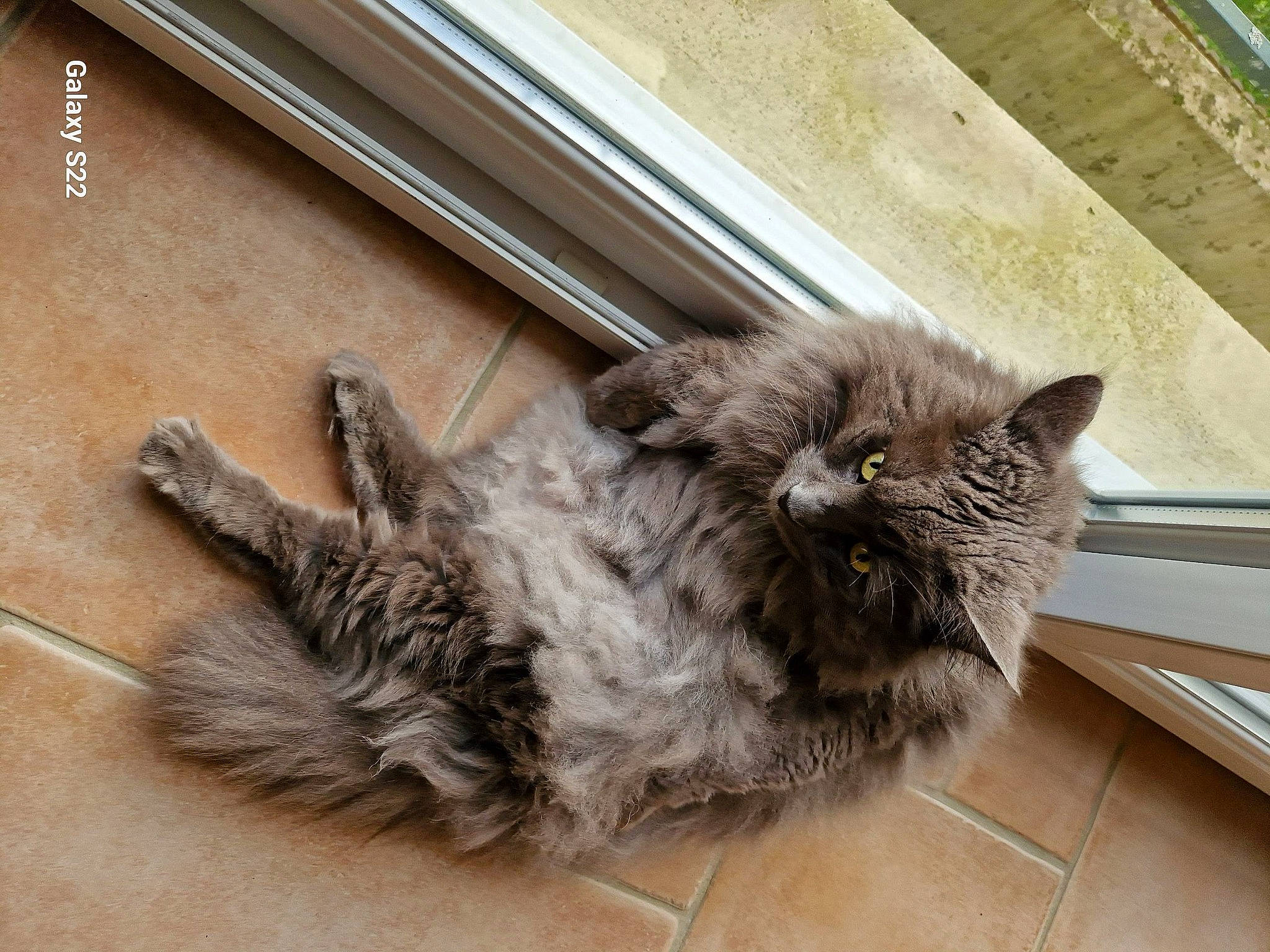 Irine a rejoint le concours — aidez-le/la à gagner de superbes lots ! british_longhair, cat, claw, domestic_short_haired_cat, felidae, flooring, fur, hardwood, metal, paw, small_to_medium_sized_cats, tail, terrestrial_animal, whiskers, window, wood