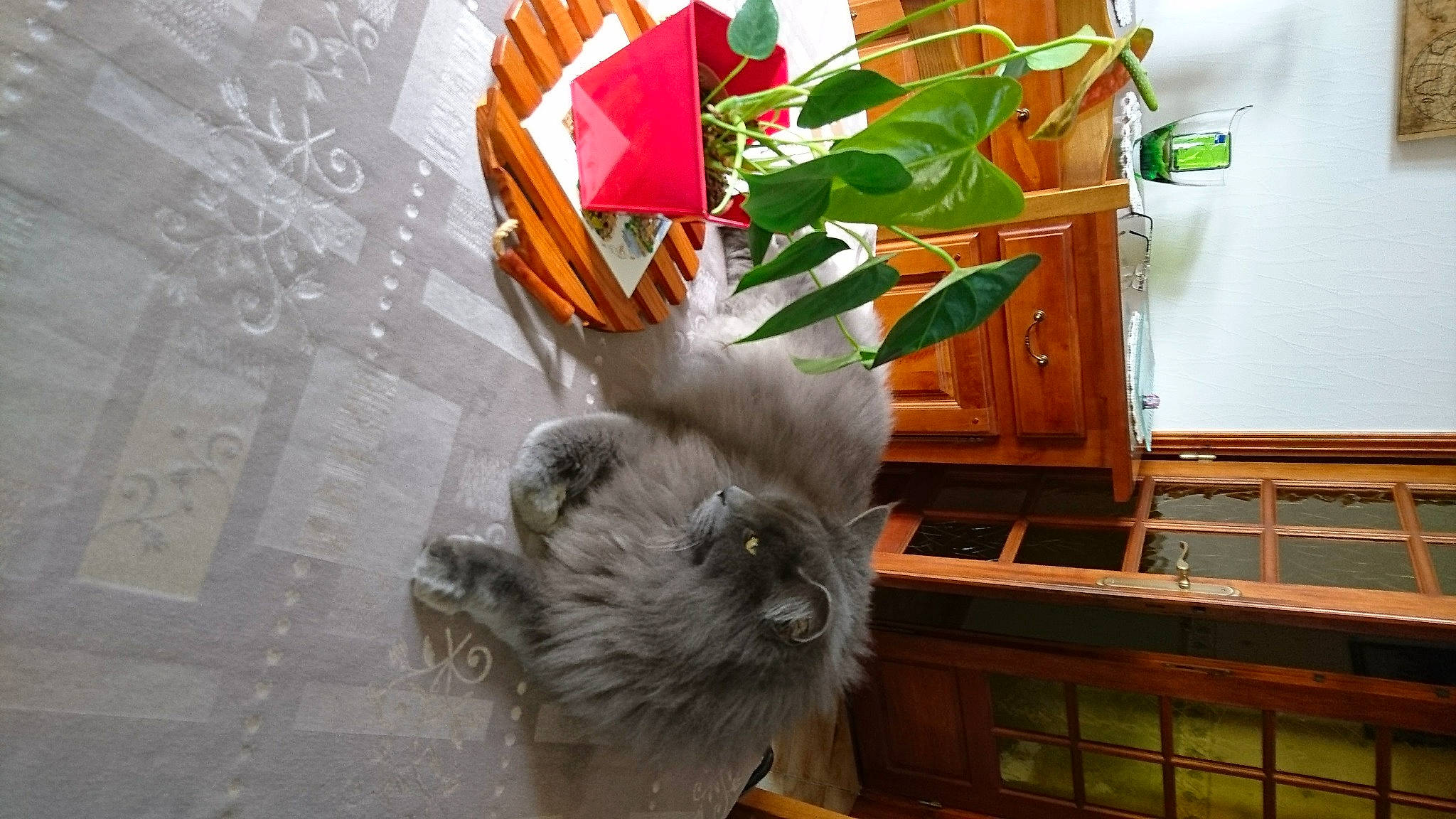 Irine participe au concours pour gagner de l'argent avec cette photo : canidae, carnivore, cat, companion_dog, dog_breed, fawn, felidae, flooring, fur, hardwood, plant, room, shih_tzu, small_to_medium_sized_cats, sporting_group, tail, toy_dog, whiskers, wood, working_animal