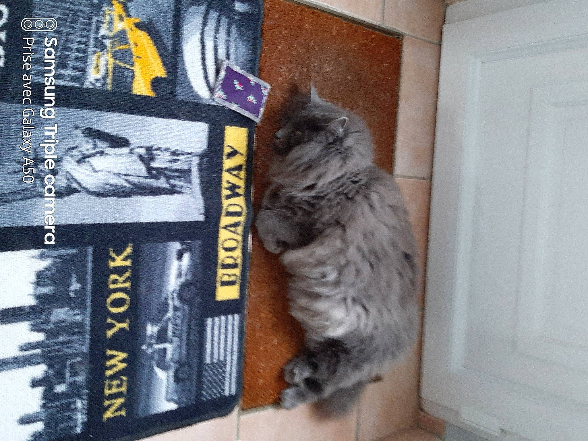 Irine participe au concours pour gagner de l'argent avec cette photo : book, book_cover, carnivore, cat, collection, domestic_short_haired_cat, door, felidae, font, fur, grey, paper, publication, small_to_medium_sized_cats, snout, tail, terrestrial_animal, whiskers, window, wood