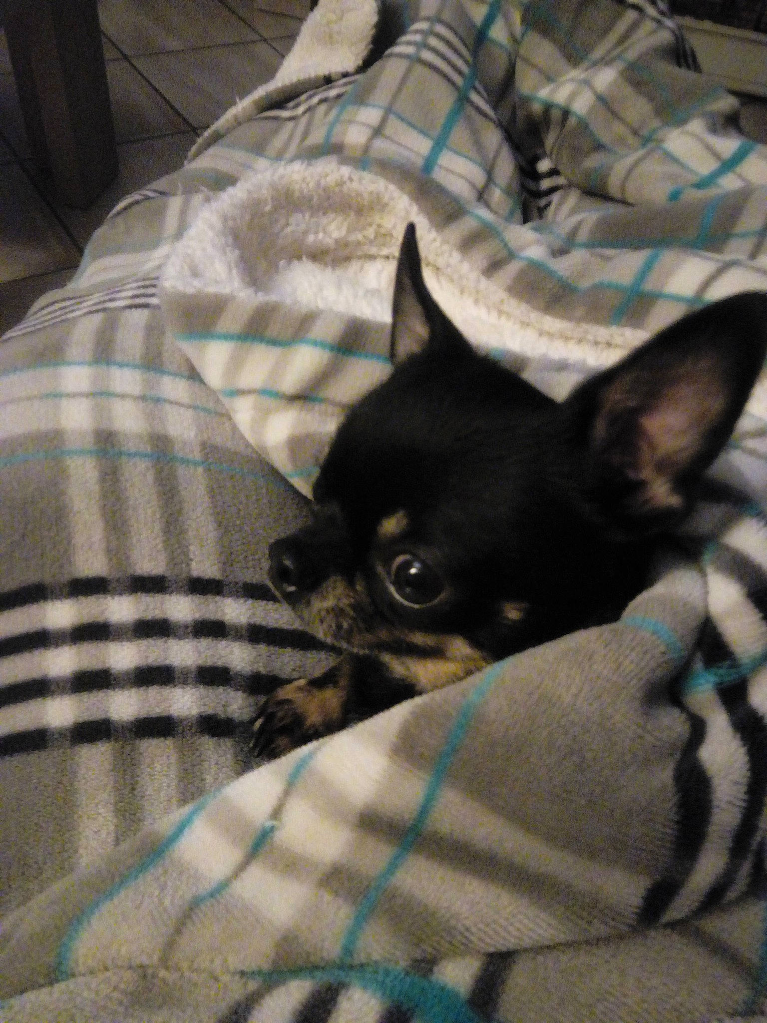 Magic a rejoint le concours — aidez-le/la à gagner de superbes lots ! canidae, carnivore, chihuahua, companion_dog, dog, dog_breed, english_toy_terrier, mammal, miniature_pinscher, non_sporting_group, prazsky_krysarik, snout, toy_dog, toy_fox_terrier, vertebrate, whiskers