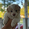 Mochi Aguilar is registered to the contest to win money with this photo: puppy, dog, hand, cute, fluffy, pet, animal, portrait, close_up, outdoor, nature, blurred_background, young, adorable, fur, mammal, friendly, small, domestic_animal, holding