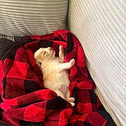 Mochi Aguilar is registered to the contest to win money with this photo: puppy, dog, sleeping, blanket, red, black, checkered, couch, cozy, cute, nap, fur, pet, indoor, resting, soft, small, animal, relaxing, comfort