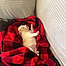 puppy, dog, sleeping, blanket, red, black, checkered, couch, cozy, cute, nap, fur, pet, indoor, resting, soft, small, animal, relaxing, comfort