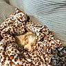 Mochi Aguilar joined the competition — help win amazing prizes! puppy, dog, sleeping, blanket, leopard_print, couch, cozy, fur, pet, snuggling, soft, comfort, resting, indoor, cute, animal, young, relaxing, warm, texture