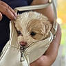 puppy, dog, handbag, white, fur, cute, pet, animal, small, zipped, hand, person, blurred_background, indoor, soft_light, closeup, adorable, face, nose, fur_texture